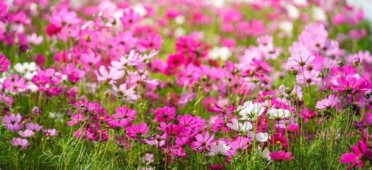 Closeup of pink and white Cosmos flower under sunlight with copy space  background natural green plants landscape, ecology wallpaper cover page concept.