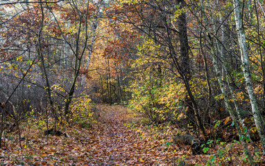 Obraz premium Forest decorated with autumn colors. Walking outdoors.