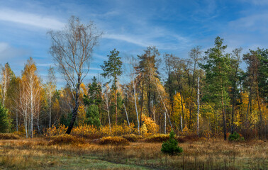 Forest decorated with autumn colors. Good weather. Blue sky. Walking outdoors.