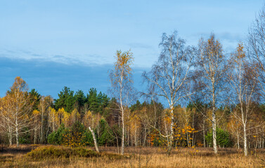 Forest decorated with autumn colors. Good weather. Blue sky. Walking outdoors.