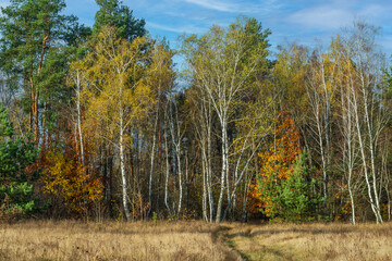 Fototapeta premium Forest decorated with autumn colors. Good weather. Blue sky. Walking outdoors.