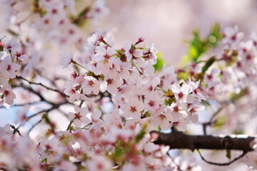 今年もこの季節が