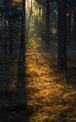 The sun's rays break through the tree branches. Morning in the forest or park. Walking outdoors.