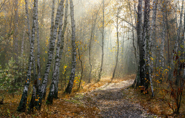 Obraz premium The sun's rays break through the tree branches. Morning in the forest or park. Walking outdoors.