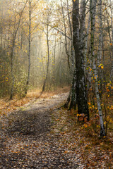 The sun's rays break through the tree branches. Morning in the forest or park. Walking outdoors.