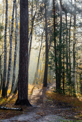 Obraz premium The sun's rays break through the tree branches. Morning in the forest or park. Walking outdoors.