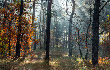 Fototapeta premium The sun's rays break through the tree branches. Morning in the forest or park. Walking outdoors.
