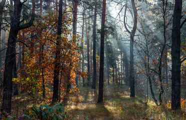 Obraz premium The sun's rays break through the tree branches. Morning in the forest or park. Walking outdoors.
