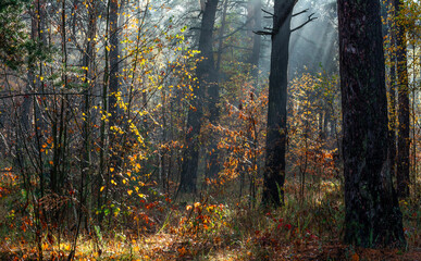 Fototapeta premium The sun's rays break through the tree branches. Morning in the forest or park. Walking outdoors.