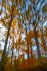 Obraz premium Vertical tall autumn trees colorful foliage icm photography abstract background with colorful foliage and blue sky background motion blur outdoor nature background hiking camping vacation weekend
