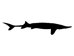 Sturgeon fish silhouette vector art white background