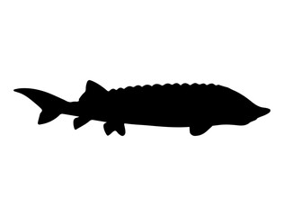 Sturgeon fish silhouette vector art white background