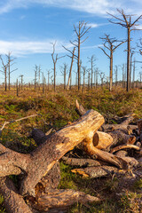 Dead trees in the swamp in autumn