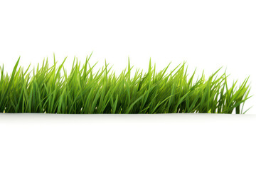 Obraz premium Singular Beauty, Lone Strand of Green Grass Poised Against a Clean White Expanse.