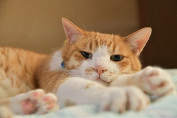 寝ながら体を伸ばす猫