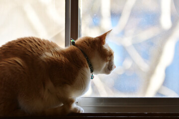 窓際でしゃがんで外を見る猫