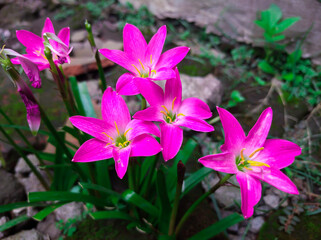 Beautiful pink flowers Zephyranthes minuta