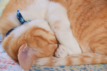 鼻を隠して丸まって寝る猫