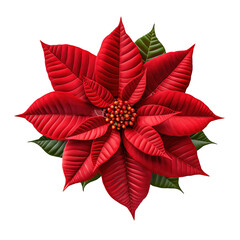 Red poinsettia Isolated on transparent background