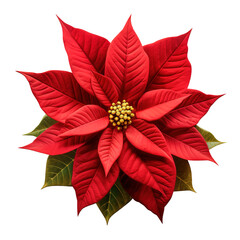 Red poinsettia Isolated on transparent background