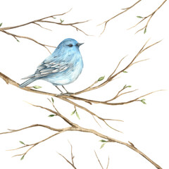 Watercolor bluebird on branches in spring. The illustration is hand drawn on an isolated background. Drawing for greeting cards, invitations, posters, book illustrations, fabric, design, wallpaper