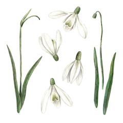 Watercolor set of delicate hand-painted snowdrops. Sketch on isolated background for greeting cards, invitations, banners, posters, textiles, graphic design.