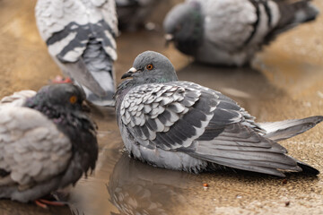 Close-up of a domestic pigeon bathing in a puddle in the city
