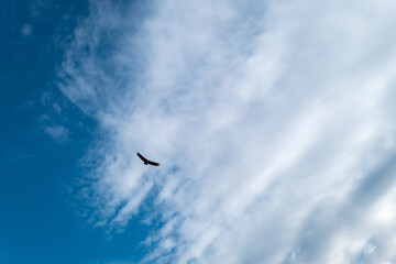 Céu azul com algumas nuvens e um abutre a voar lá no alto