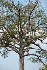 Large Dipterocarpus alatus, also known as the resin tree. with blue sky in the background