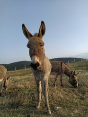 Curious donkey looking at the camera in a farm, while the rest are pasturing. Big head at the foreground in a short shot