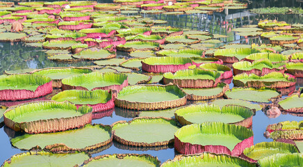 Giant Victoria amazonica , Victoria water-lily in the pond