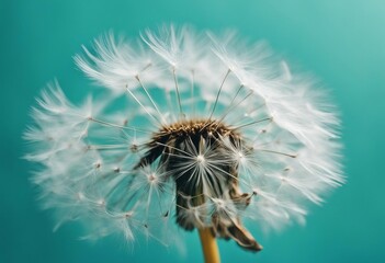 Beautiful dandelion flower with flying feathers on turquoise background Macro shot