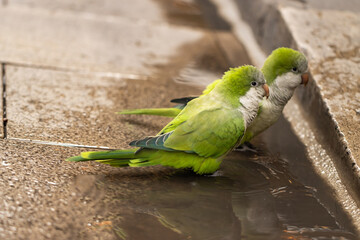 Argentine Parakeet (Myiopsitta monachus), on a puddle of water in the city