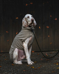 Porcelaine hound sitting in front of a dark wooden rustic background wearing a coat in autumn, french hunting dog
