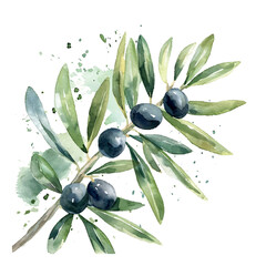 Watercolor olive illustration vector oil healthy food organic