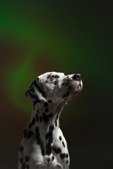 Dalmatian dog portrait