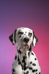 Dalmatian dog portrait