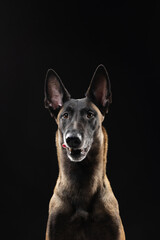 Malinois dog portrait on black background