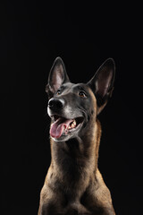 Malinois dog portrait on black background