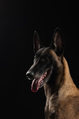 Malinois dog portrait on black background