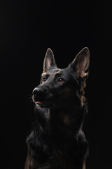 portrait of a german shepherd dog on a black background