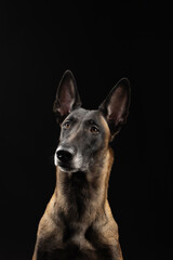Malinois dog portrait on black background