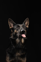 portrait of a german shepherd dog on a black background