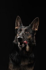 portrait of a german shepherd dog on a black background