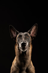 Malinois dog portrait on black background