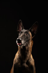 Malinois dog portrait on black background