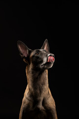 Malinois dog portrait on black background