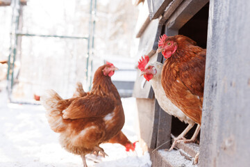 chicken walking on an eco-poultry farm in winter, free-range chicken farm