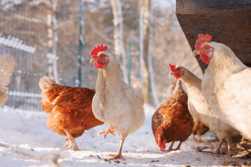 chicken walking on an eco-poultry farm in winter, free-range chicken farm