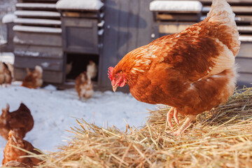 chicken eats feed and grain on eco poultry farm, free range poultry farm